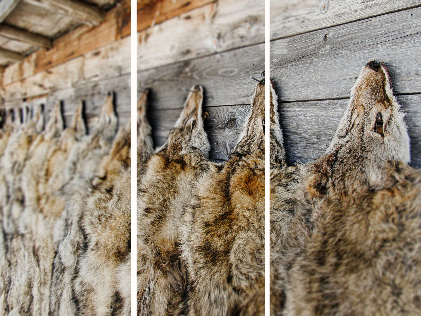 Predator Calls – NativebyCarlton